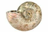 One Side Polished, Pyritized Fossil Ammonite - Russia #174967-2